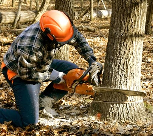 Tree Removal in Muldoon, TX